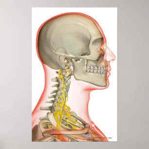 Rendering of the nerves of the neck poster