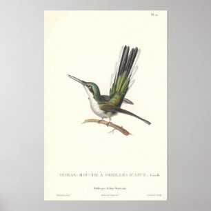 Rene Primevere Lesson - Reproduction Hummingbird Poster