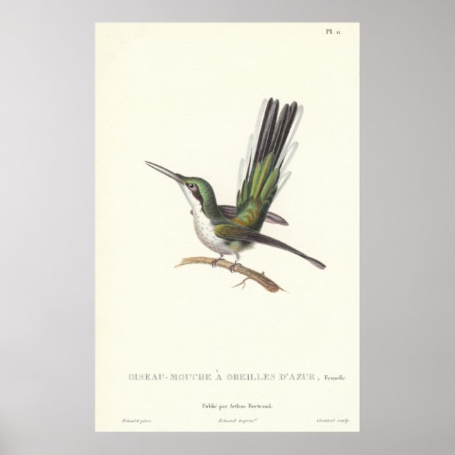 Rene Primevere Lesson - Reproduction Hummingbird Poster (Front)