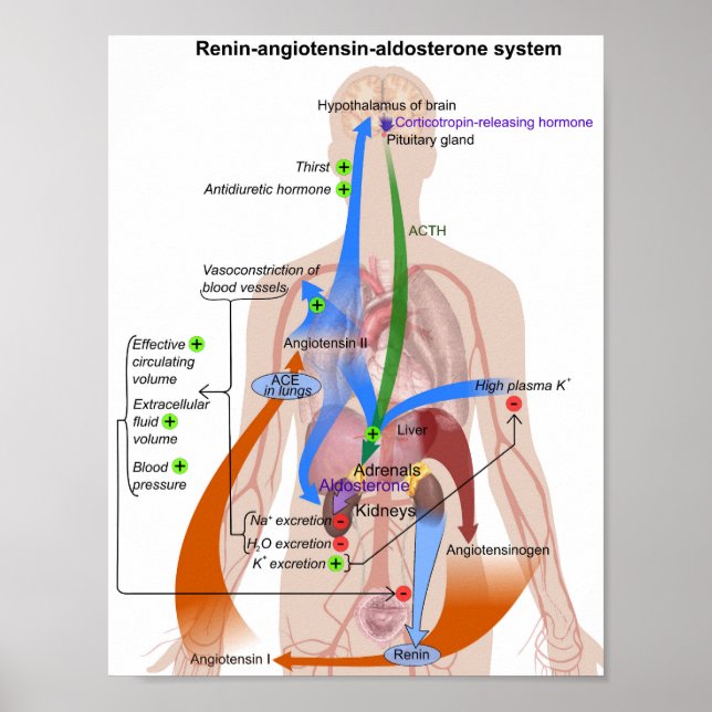 Renin-Angiotensin System Chart Human Body Diagram (Front)