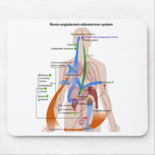 Renin-Angiotensin System Chart Human Body Diagram Mouse Mat