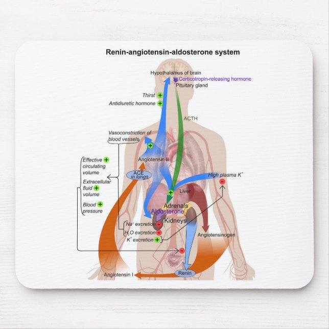 Renin-Angiotensin System Chart Human Body Diagram Mouse Mat (Front)