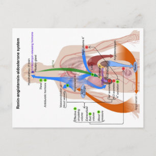 Renin-Angiotensin System Chart Human Body Diagram Postcard
