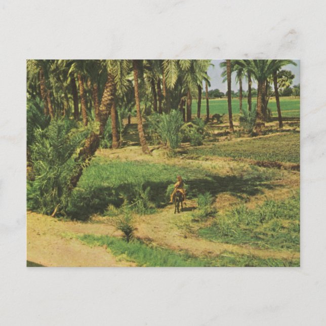 Replica  Vintage Egypt, Nile delta agriculture Postcard (Front)