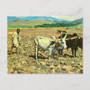 Replica  Vintage Ethiopia, Cattle pulling plough Postcard