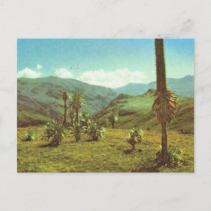 Replica  Vintage Haute Semien, Ethiopia, 3750m Postcard