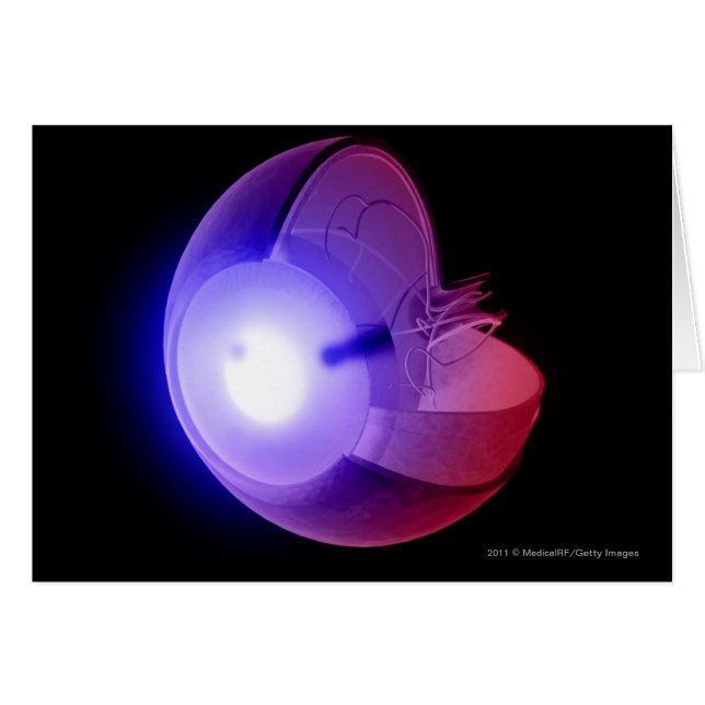 Representation of the structure of the eye (Front Horizontal)