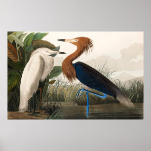 Reproduction of Purple Heron, 1835 Plate CCLVI Poster
