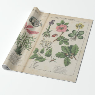 Reproduction of Vintage British Botanical Art Wrapping Paper