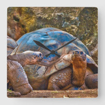 Reptile Galapagos Tortoises Wall Clock