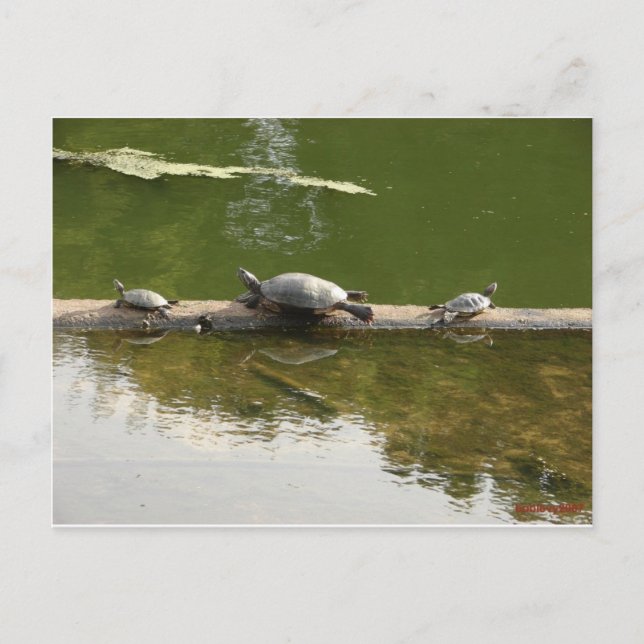 reptile merchandise postcard (Front)