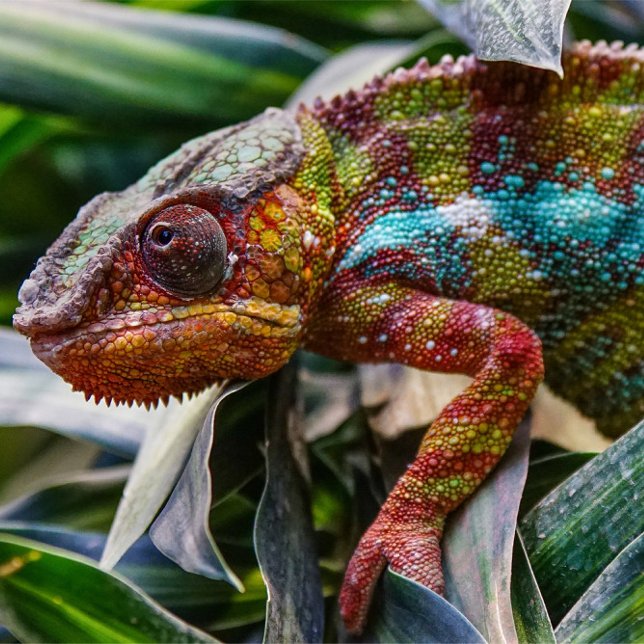 reptile poster (A close-up shot captures a chameleon amidst lush green foliage.)