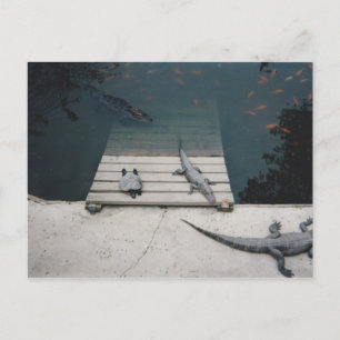 Reptiles Basking Postcard