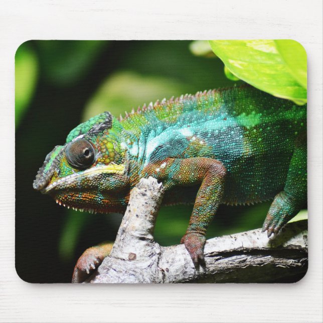 reptiles, lizards, nature mouse mat (Front)