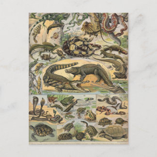 Reptiles Postcard