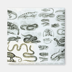 Reptiles, Serpents and Lizards Magnet