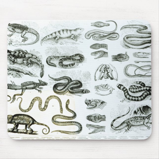 Reptiles, Serpents and Lizards Mouse Mat (Front)