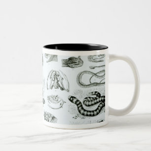 Reptiles, Serpents and Lizards Two-Tone Coffee Mug