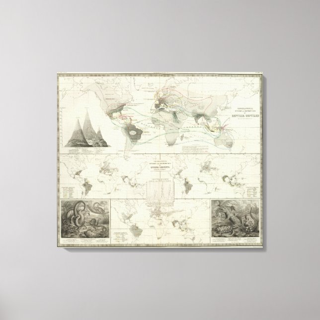 Reptilia, Ophidia Canvas Print (Front)