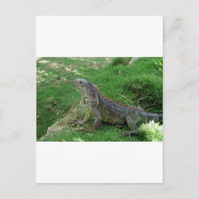 Reptilian Look.JPG Postcard (Front)