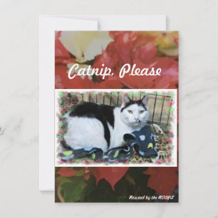 Rescue Cat Holiday Cheer Card