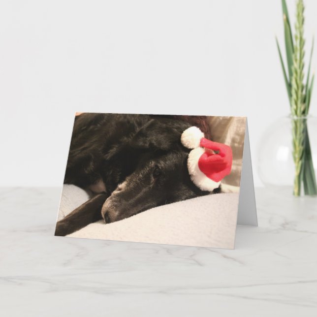 Rescue Dog Christmas Card (Front)