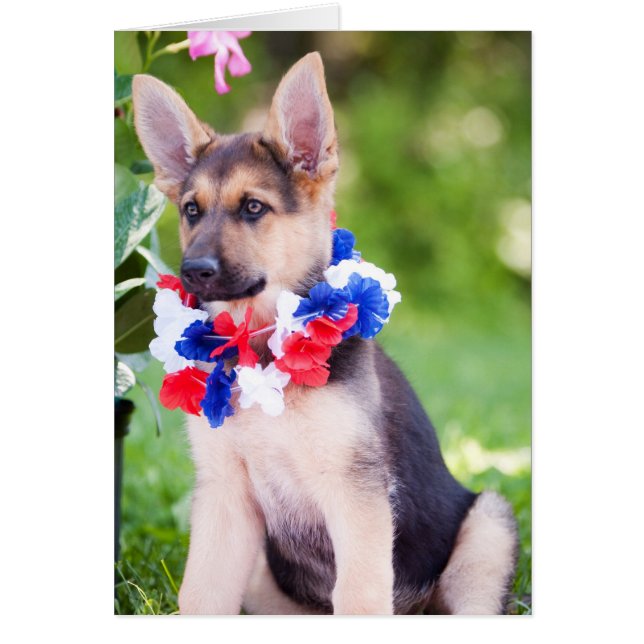 Rescue Dog "Rilie" (Front)