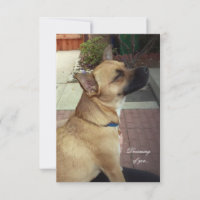 Rescue Dogs 3.5" x 5" Flat Thank You Card