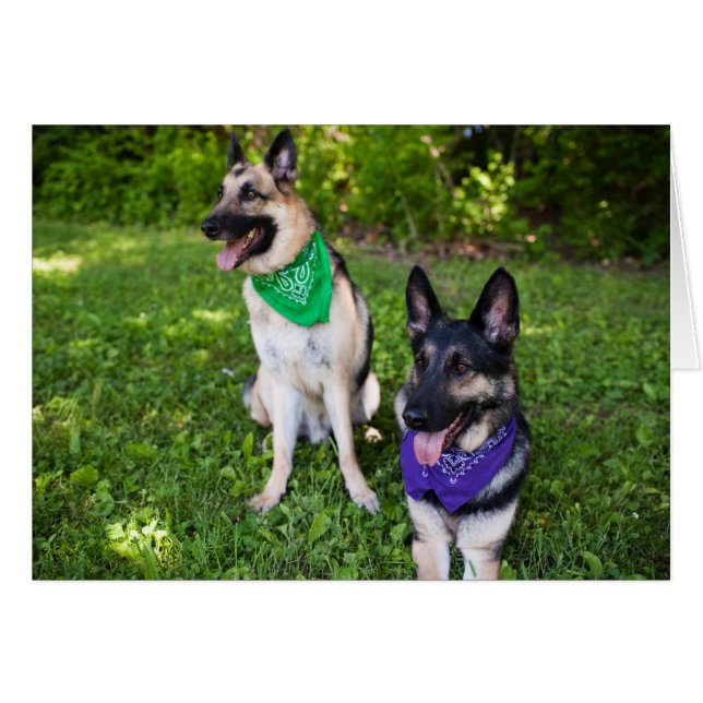 Rescue Dogs "Yerik" and "Dylan" (Front Horizontal)