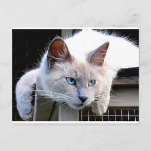 Rescue Me Ragdoll Cat Eyes Original Photograph Postcard