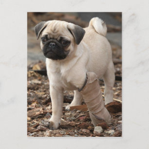 Rescue Pug Postcard