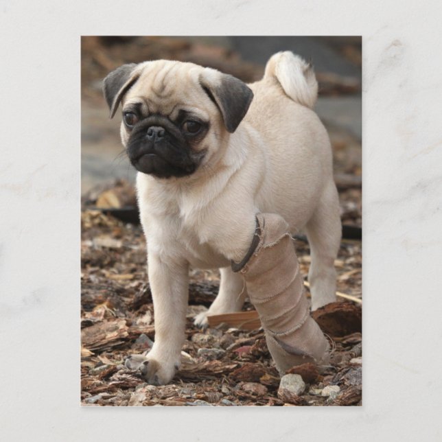 Rescue Pug Postcard (Front)
