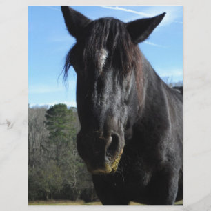 Rescued Black Draught Horse