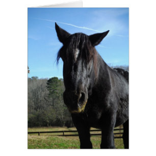 Rescued Black Draught Horse