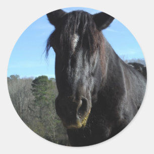 Rescued Black Draught Horse Classic Round Sticker
