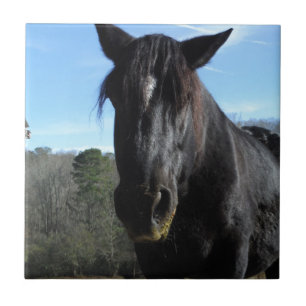 Rescued Black Draught Horse Tile