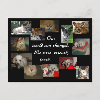 Rescued Dogs Postcard