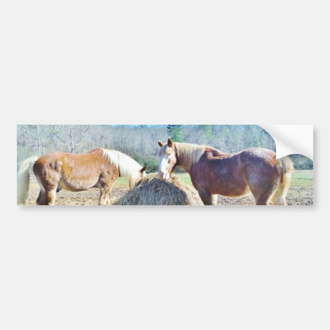 Rescued Draft Horses eating hay Bumper Sticker (Front)