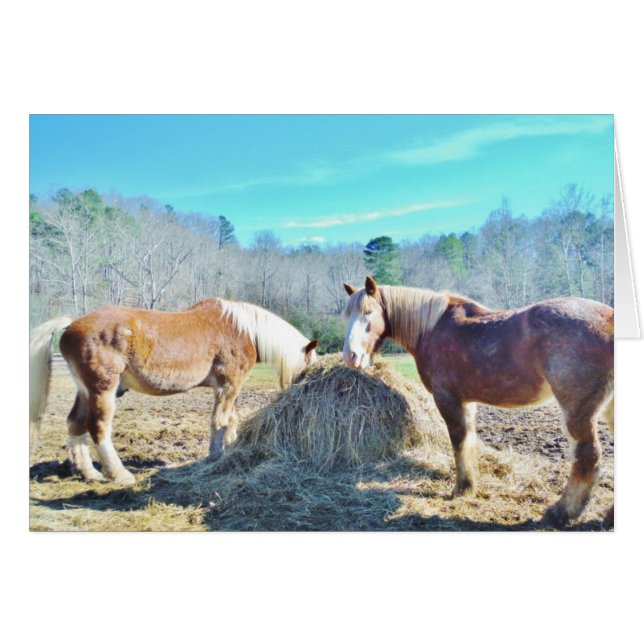 Rescued Draught Horses eating hay (Front Horizontal)