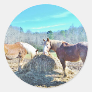 Rescued Draught Horses eating hay Classic Round Sticker