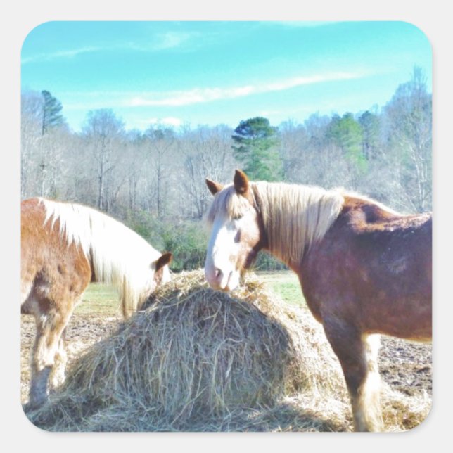 Rescued Draught Horses eating hay Square Sticker (Front)