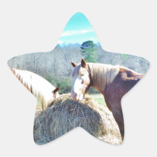 Rescued Draught Horses eating hay Star Sticker