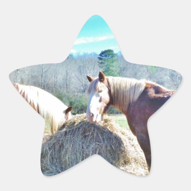 Rescued Draught Horses eating hay Star Sticker (Front)