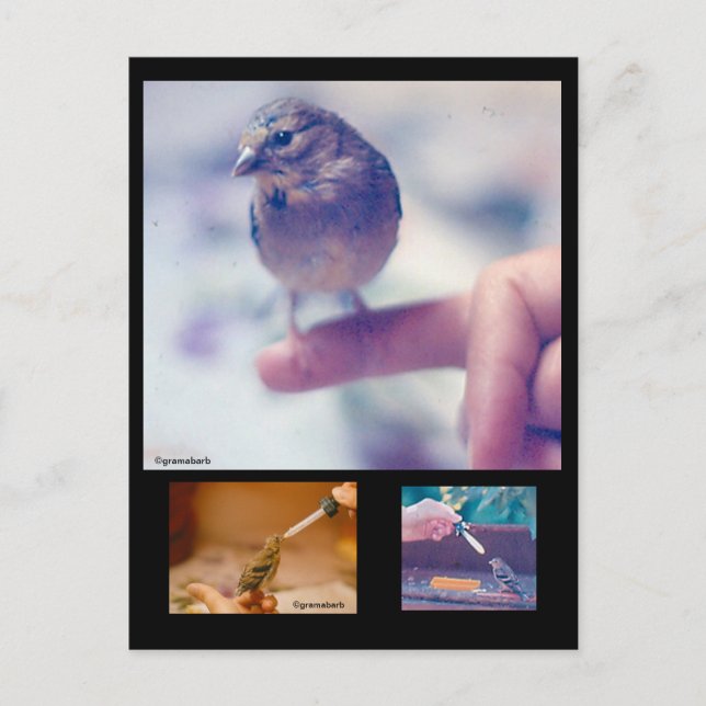 Rescued Goldfinch Story Postcard (Front)
