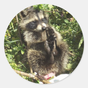 Rescued & Rehabilitated Racoon Baby Classic Round Sticker