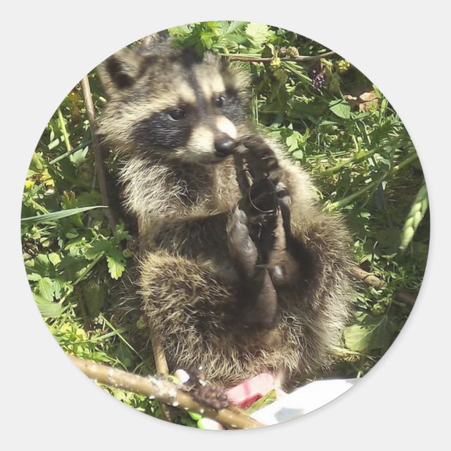 Rescued & Rehabilitated Racoon Baby Classic Round Sticker (Front)