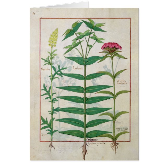 Reseda, Euphorbia and Dianthus (Front)