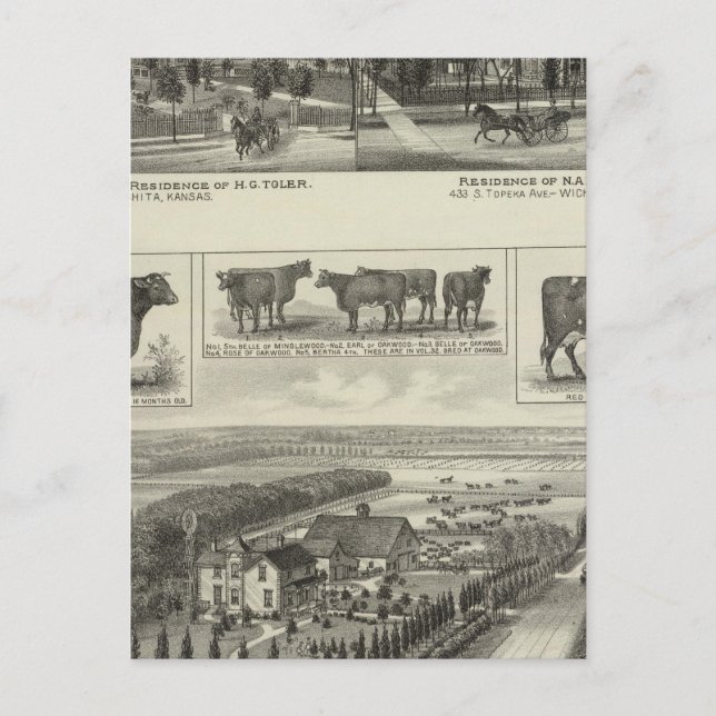 Residences and Stock Farm, Wichita, Kansas Postcard (Front)