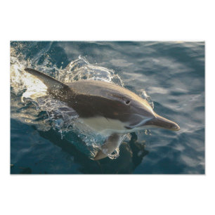 Resident Rider Photo Print