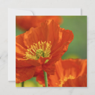 Respectful Red Poppy Card